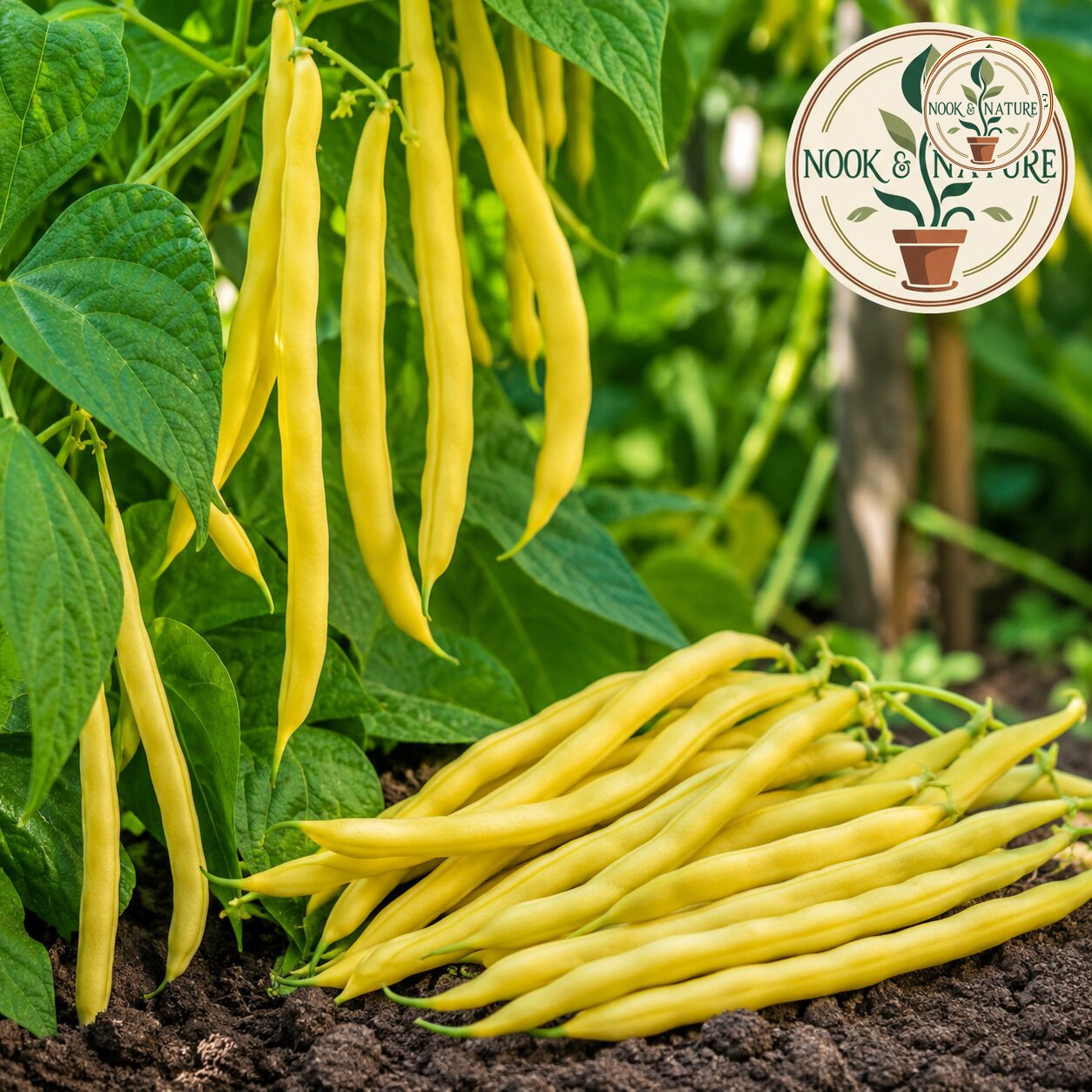 Climbing Beans Golden Wax Seeds - Nook & Nature