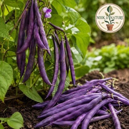 Climbing Beans Violette Seeds - Nook & Nature