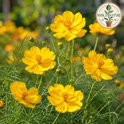 Cosmos Bright Lights Yellow Flower Seeds - Nook & Nature