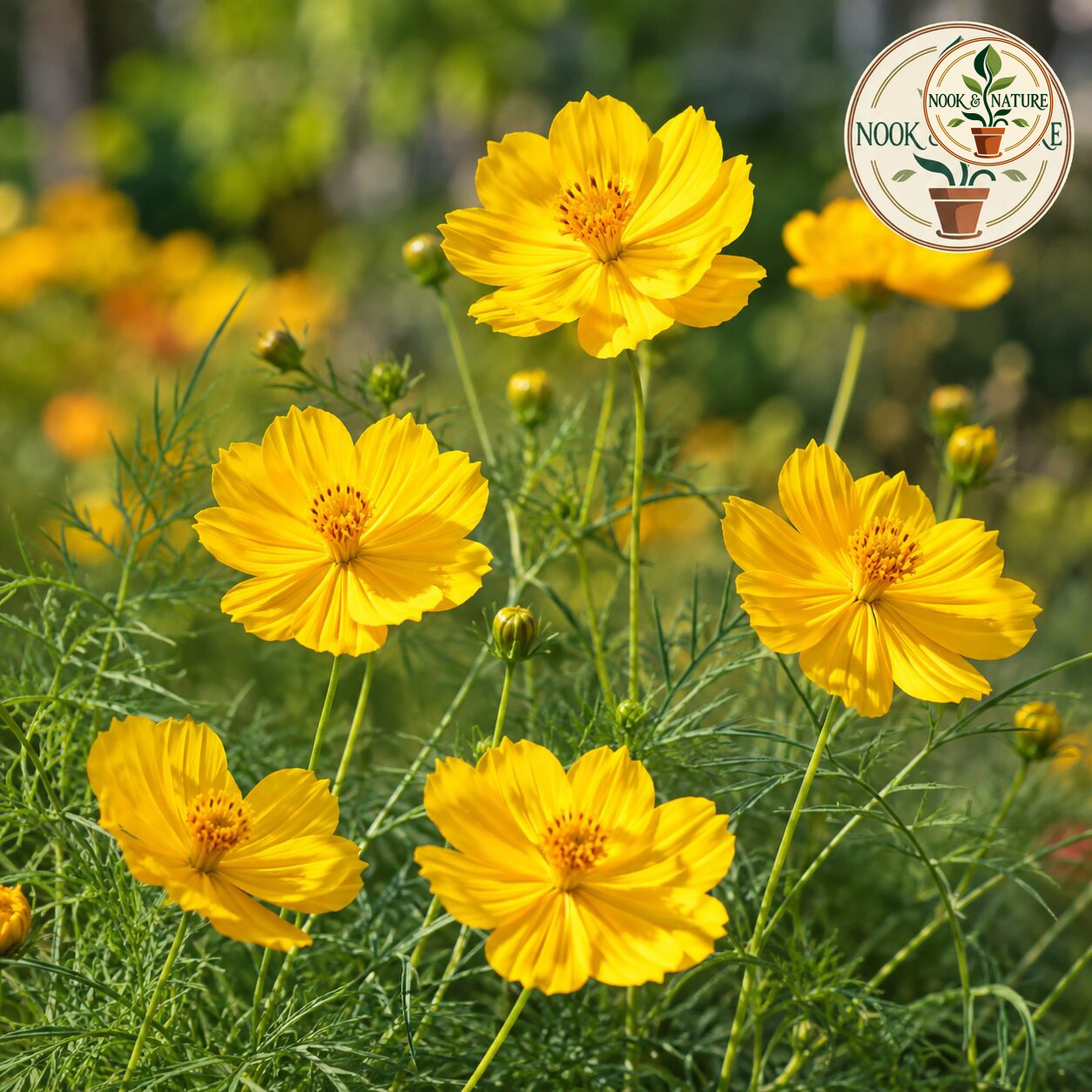 Cosmos Bright Lights Yellow Flower Seeds - Nook & Nature