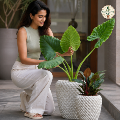 Diamond Low Planter - Nook & Nature