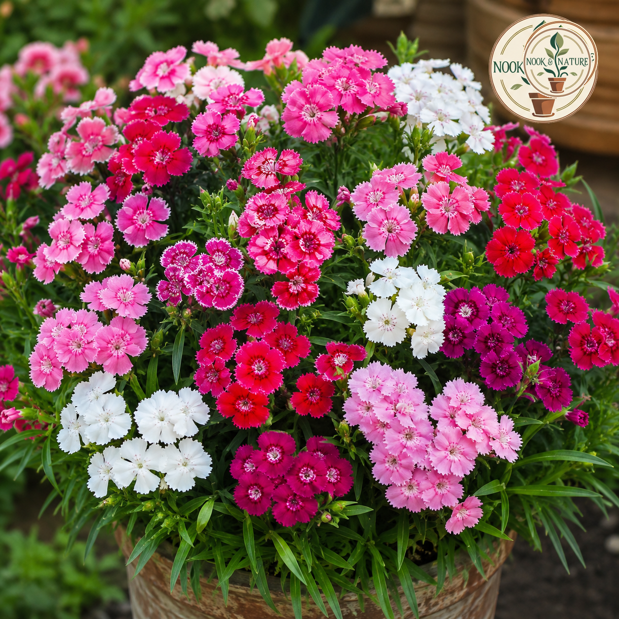 Dianthus Baby Doll Mixed Flower Seeds - Nook & Nature