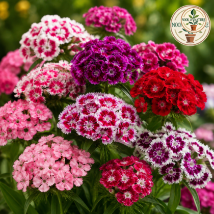 Dianthus Barbatus Mixed Flower Seeds - Nook & Nature