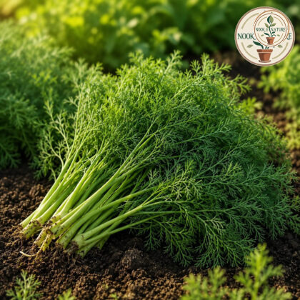 Dill Herb Seeds - Nook & Nature