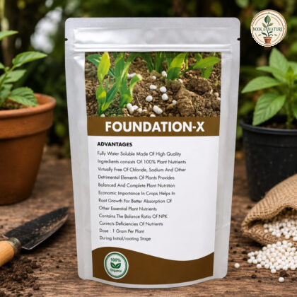 Foundation-X - Nook & Nature