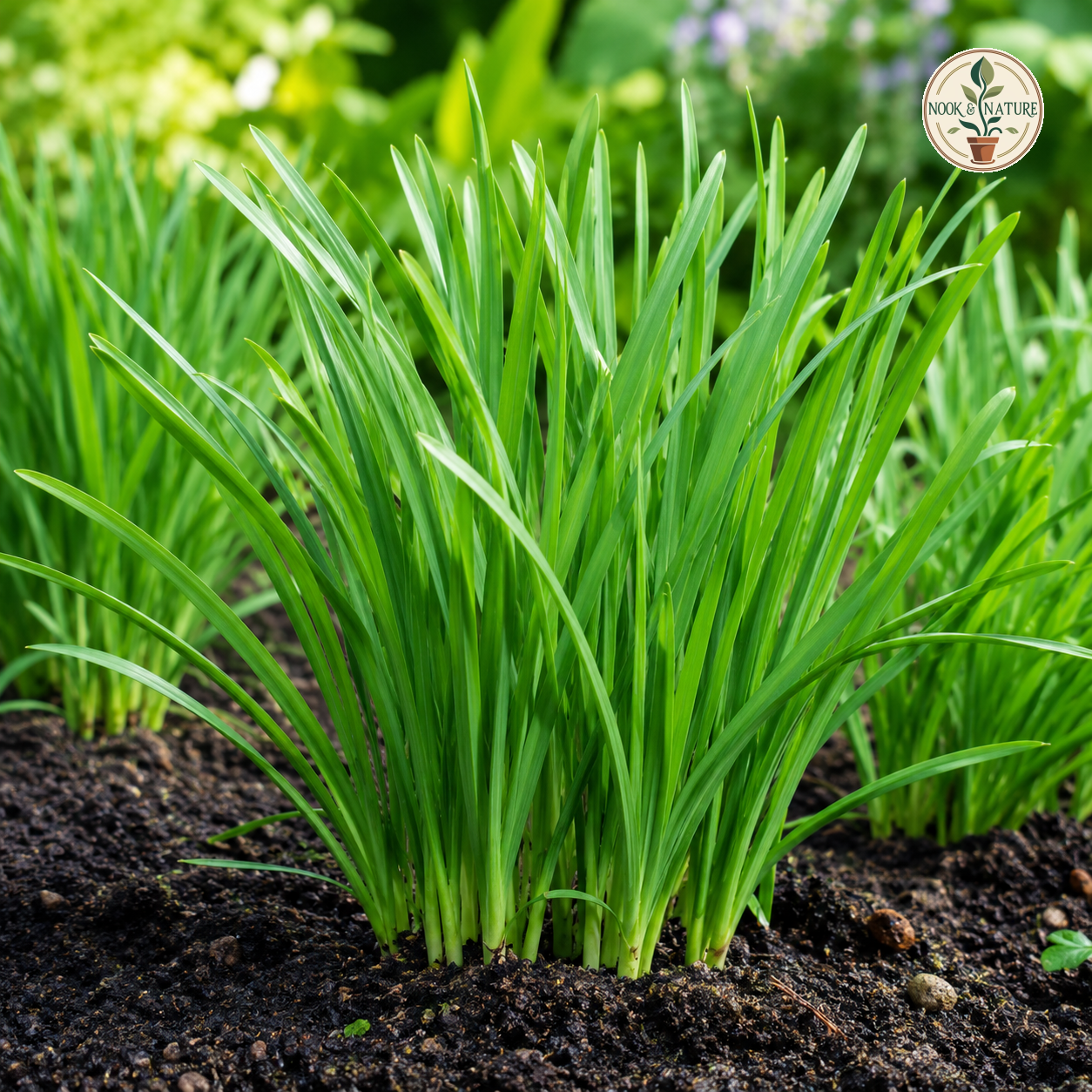 Garlic Chives Seeds