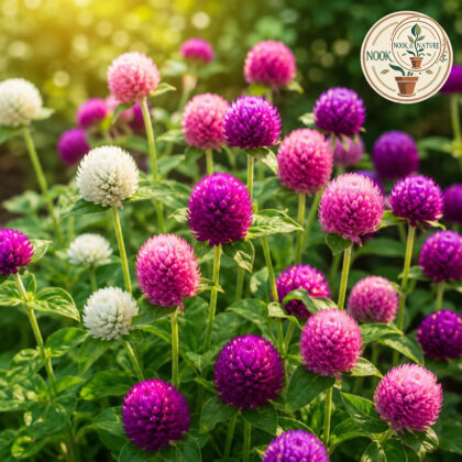 Gomphrena Globe Mixed Flower Seeds - Nook & Nature