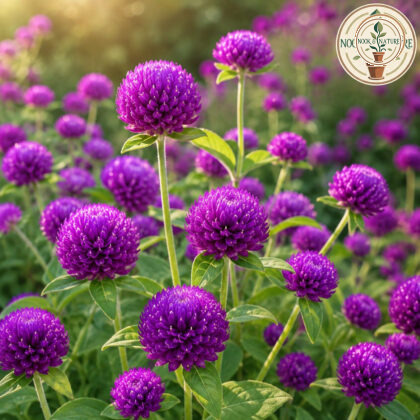 Gomphrena Purple Flower Seeds - Nook & Nature