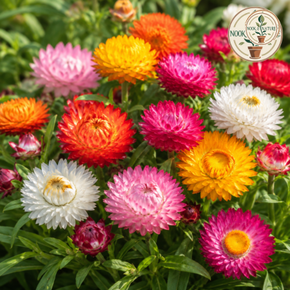 Helichrysum Bracteatum Dwarf Mixed Flower Seeds - Nook & Nature