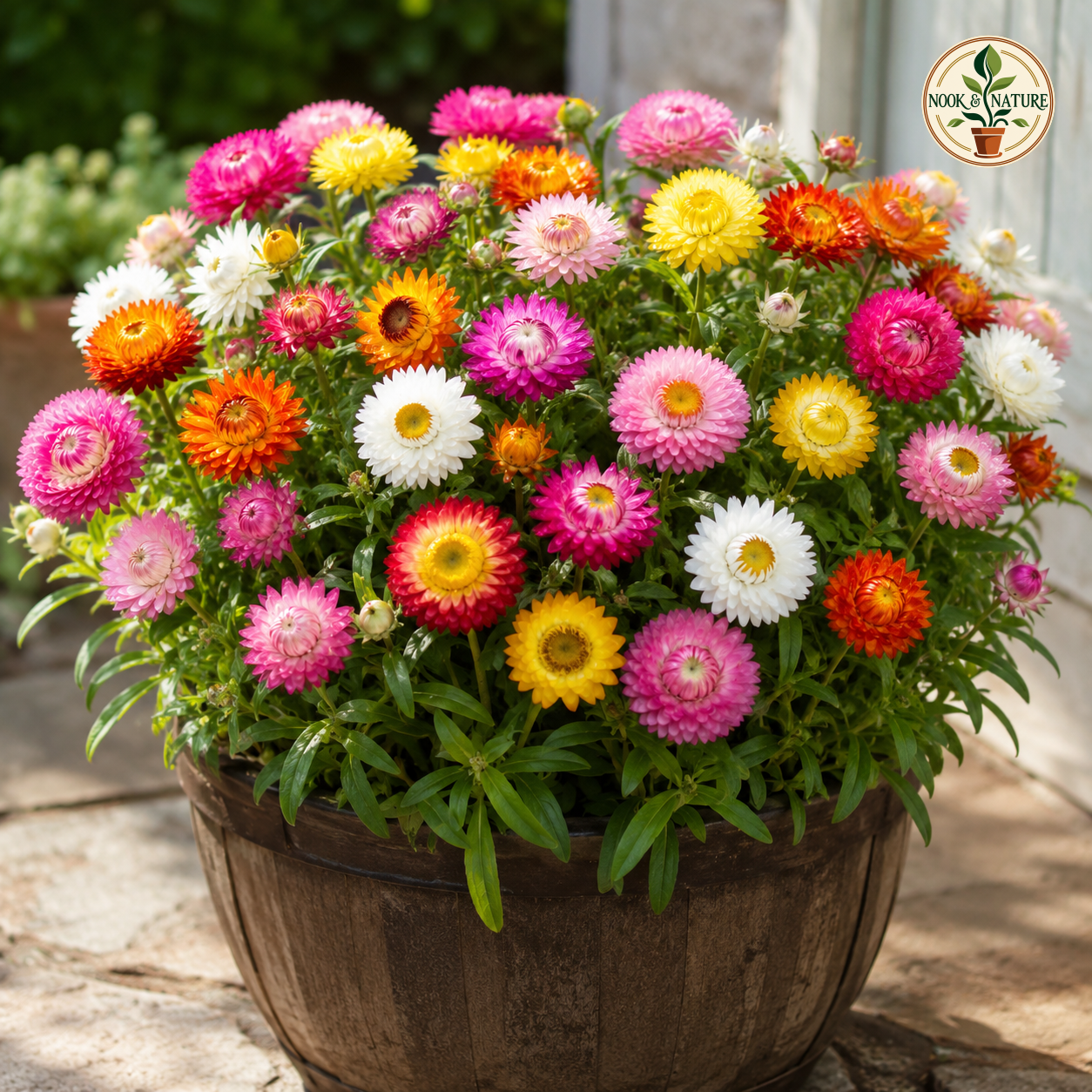 Helichrysum Bracteatum Dwarf Mixed Flower Seeds - Nook & Nature