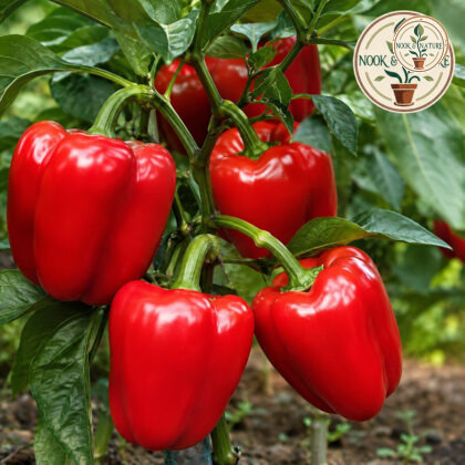 Hybrid Capsicum Red Seeds - Nook & Nature