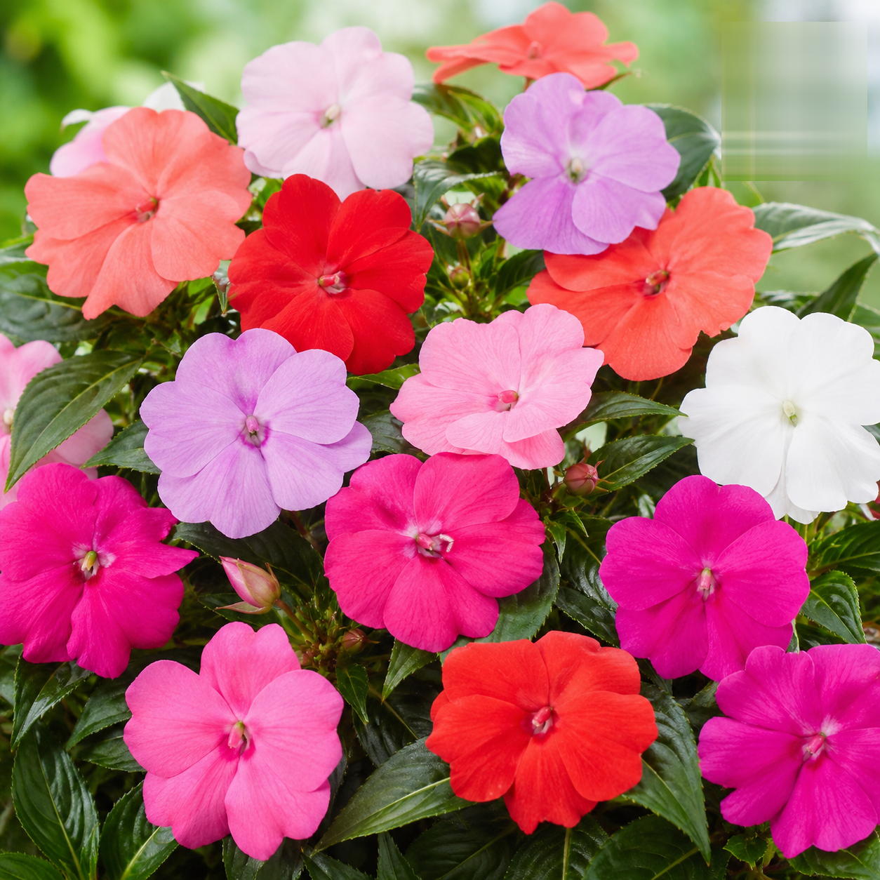 Impatiens Baby Mixed Flower Seeds - Nook & Nature