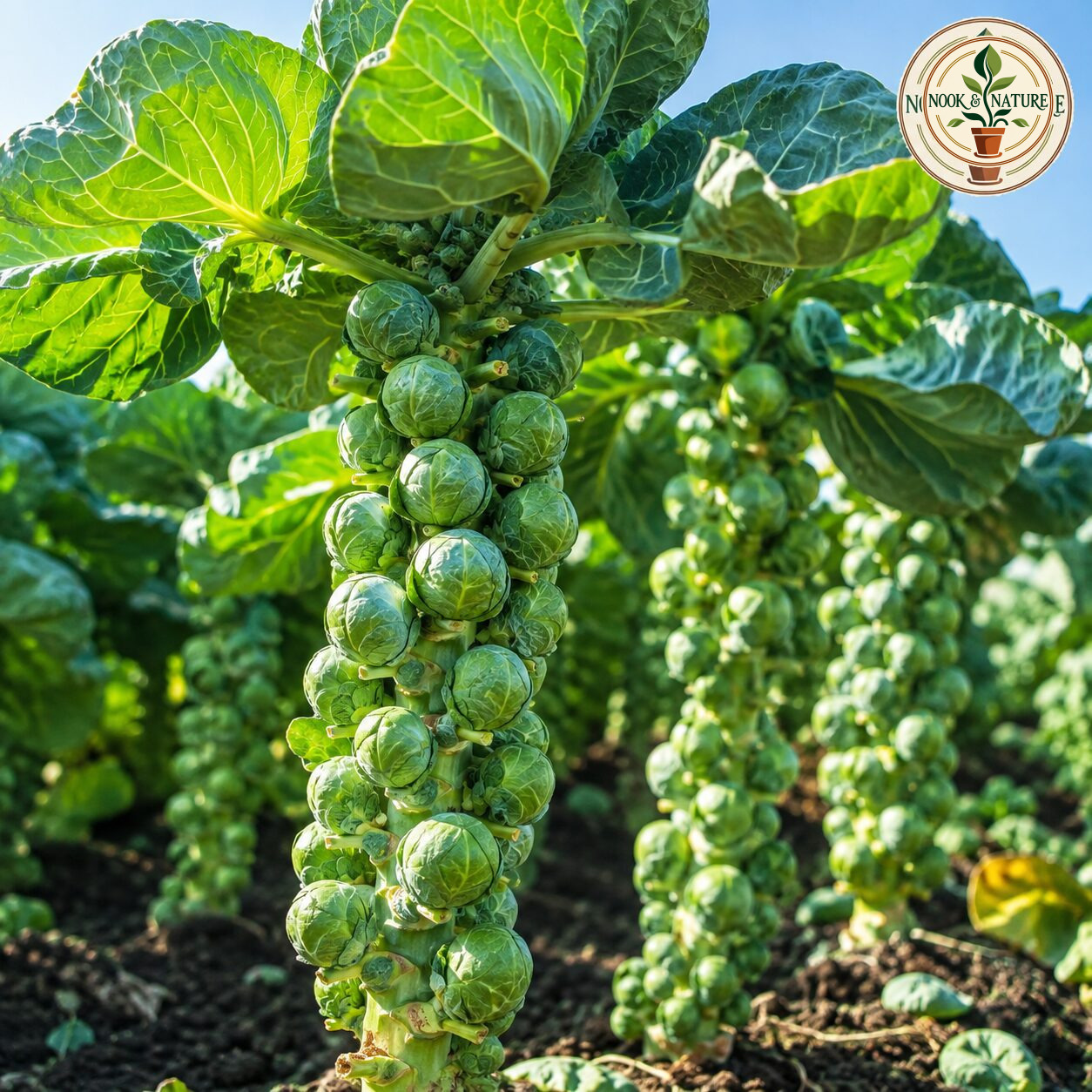 Imported Brussels Sprouts Seeds - Nook & Nature