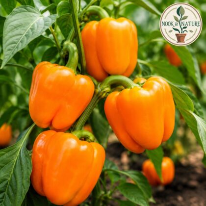 Imported Capsicum Orange Seeds - Nook & Nature
