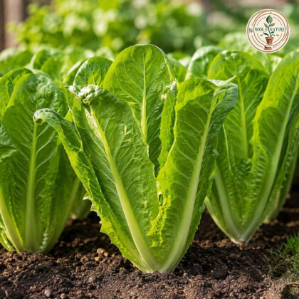 Imported Lettuce Romaine Seeds - Nook & Nature
