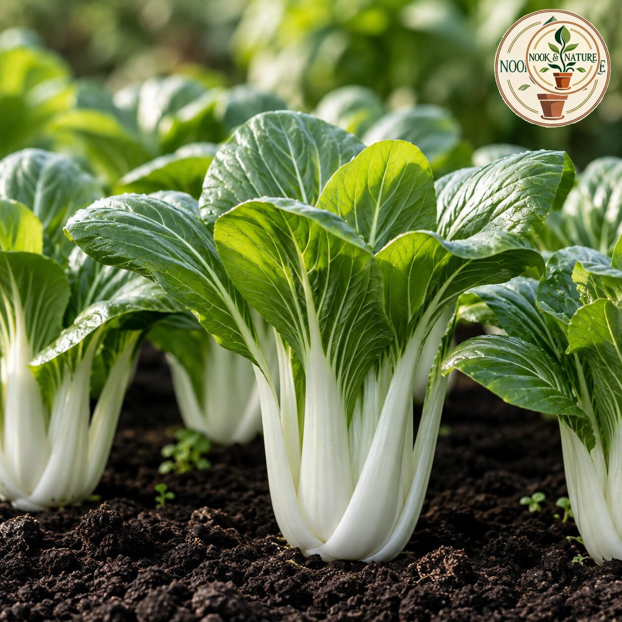 Imported Pak Choy White Seeds - Nook & Nature