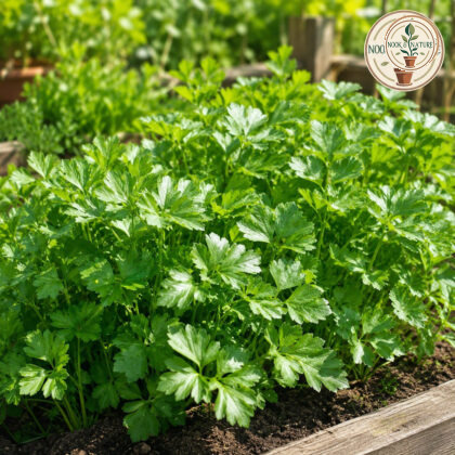 Imported Parsley Common Smooth Leaves Seeds - Nook & Nature