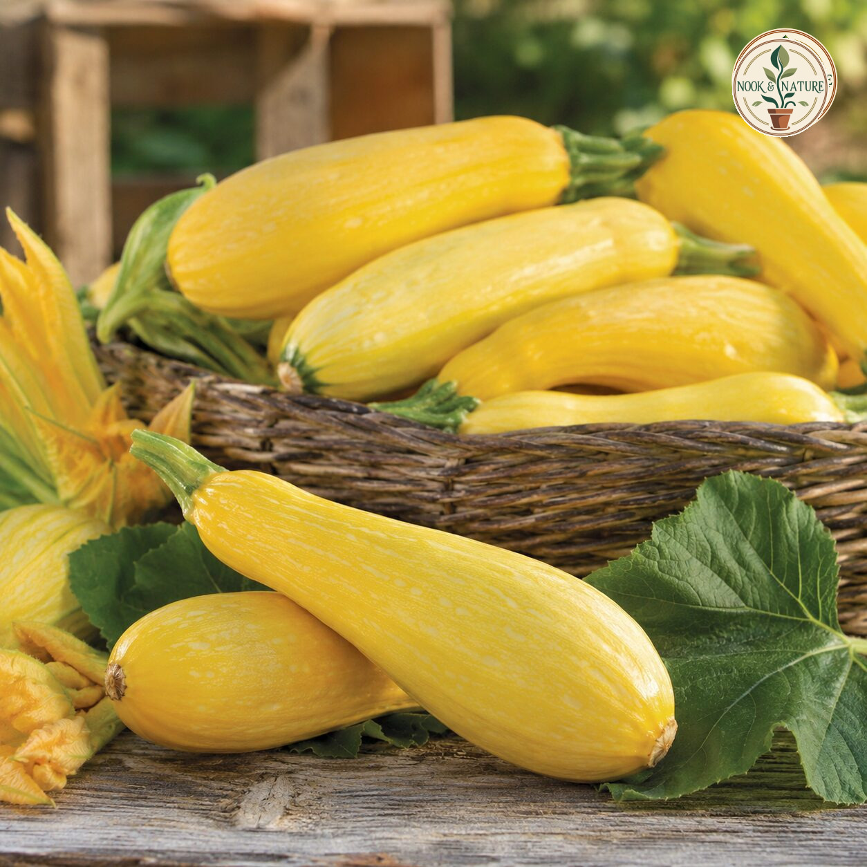 Imported Squash Yellow Seeds - Nook & Nature
