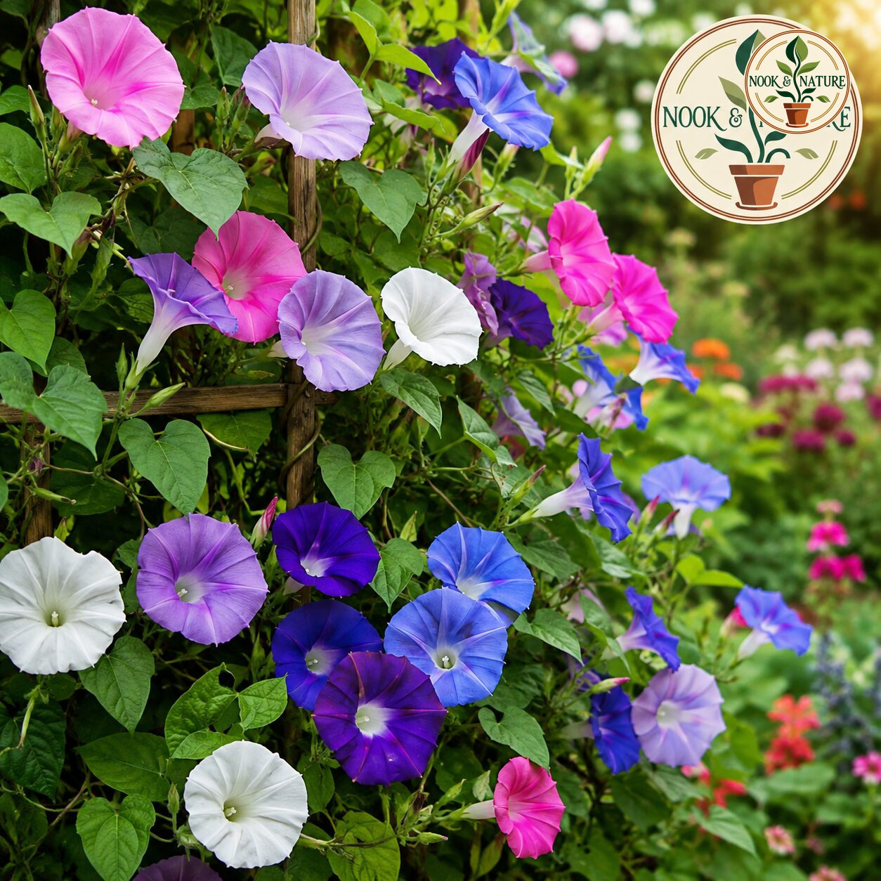 Ipomoea Morning Glory Flower Seeds - Nook & Nature
