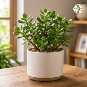 Jade Plant
