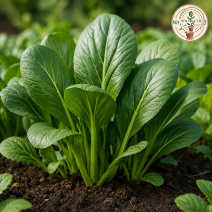 Komatsuna Asia Green Leaf Seeds - Nook & Nature