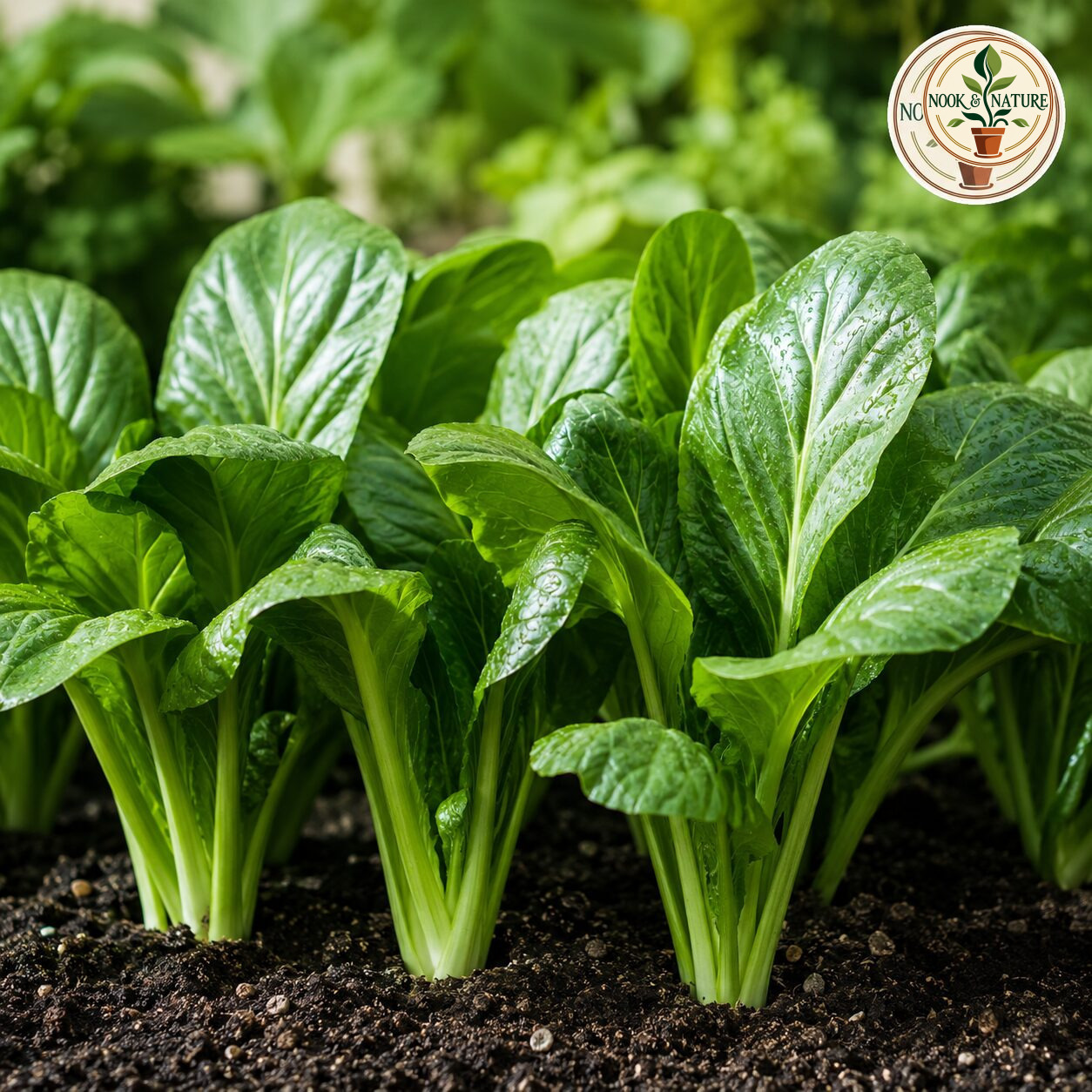 Komatsuna Asia Green Leaf Seeds - Nook & Nature