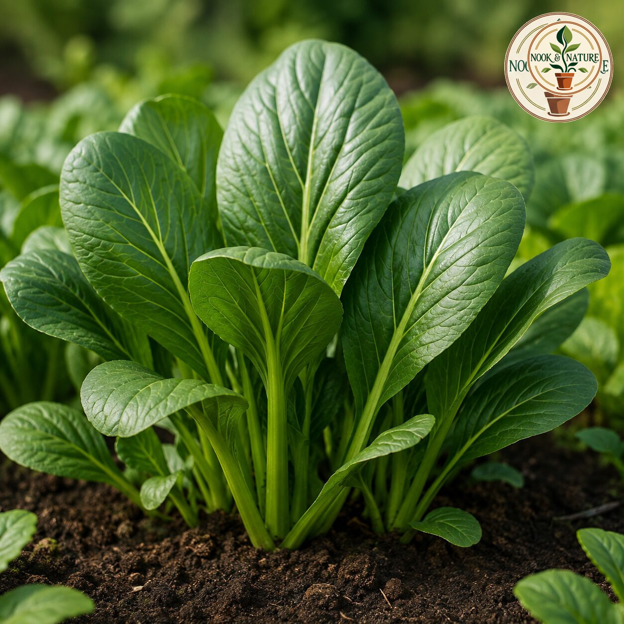 Komatsuna Asia Green Leaf Seeds - Nook & Nature