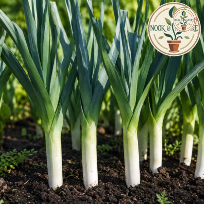 Leek American Flag Seeds - Nook & Nature