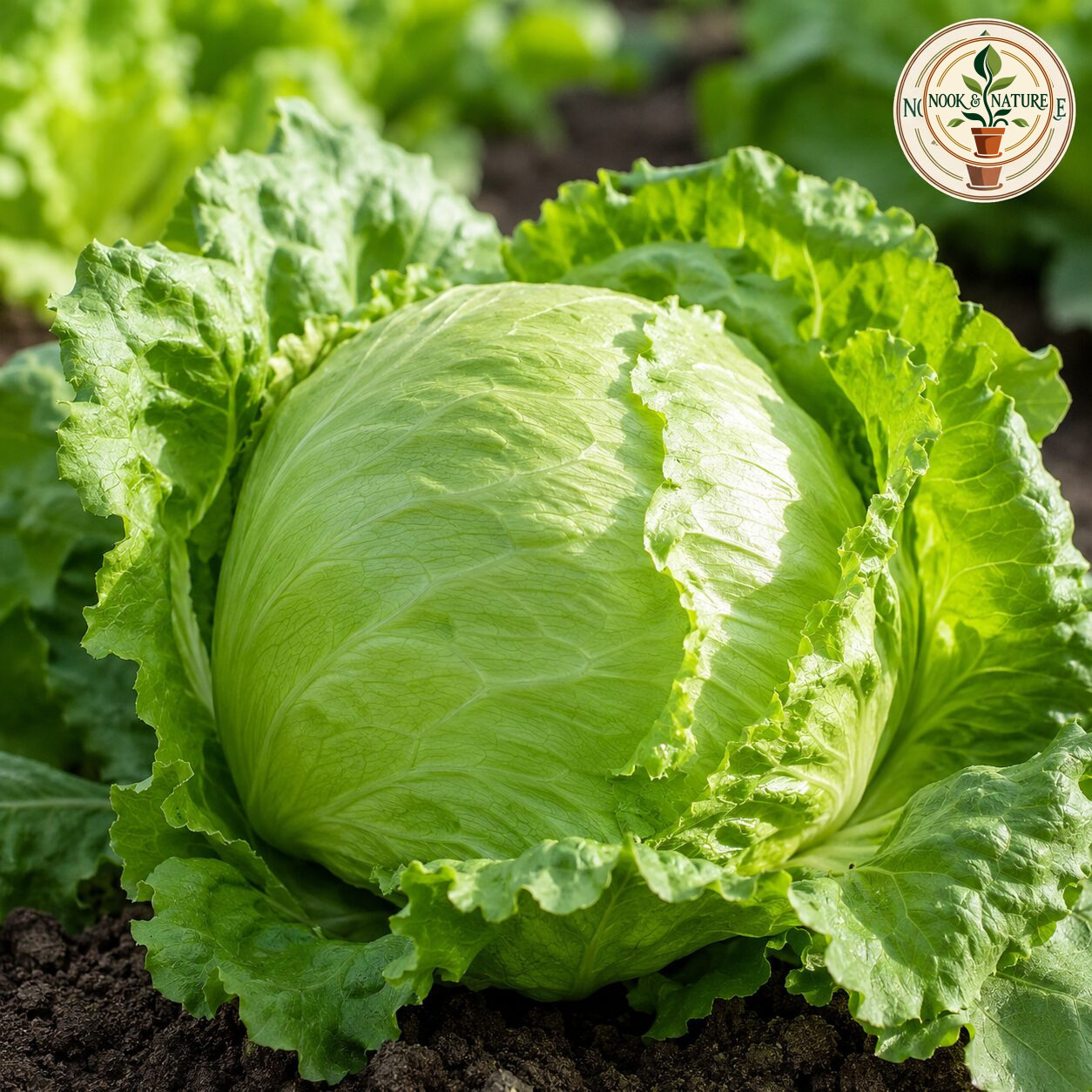 Lettuce Iceberg Seeds - Nook & Nature