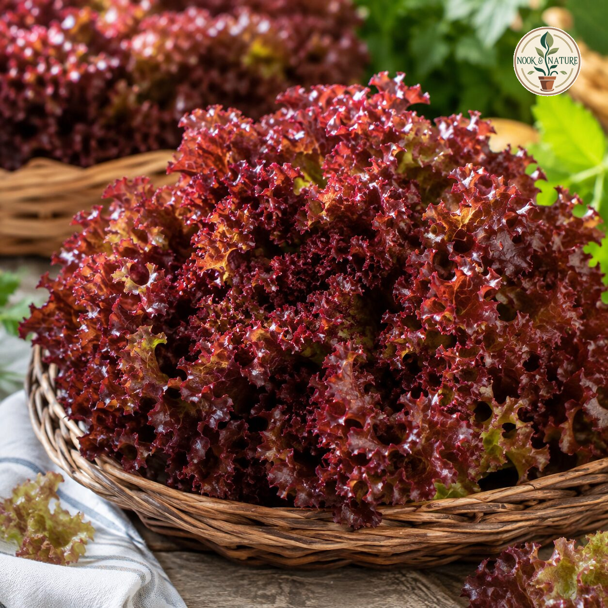 Lettuce Lollo Rossa Seeds - Nook & Nature