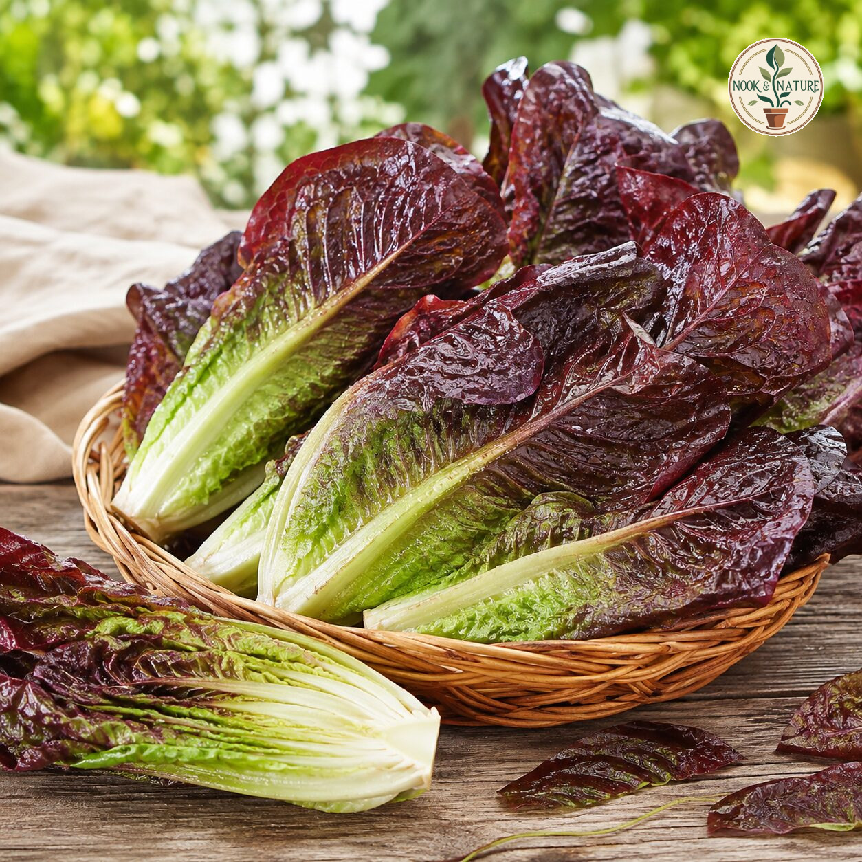 Lettuce Red Romaine Seeds - Nook & Nature