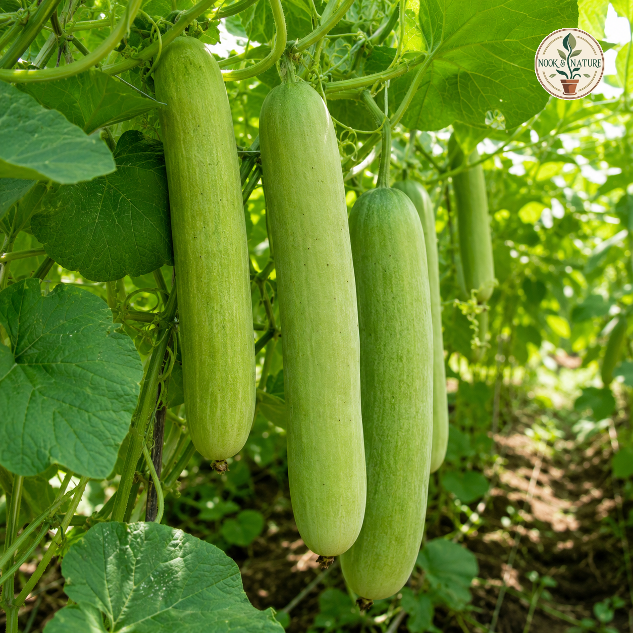 LONG MELON (KAKRI) SEEDS - product image 3
