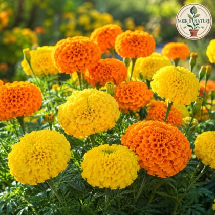 Marigold Cracker Jack Flower Seeds - Nook & Nature