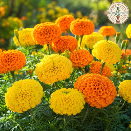 Marigold Cracker Jack Flower Seeds - Nook & Nature