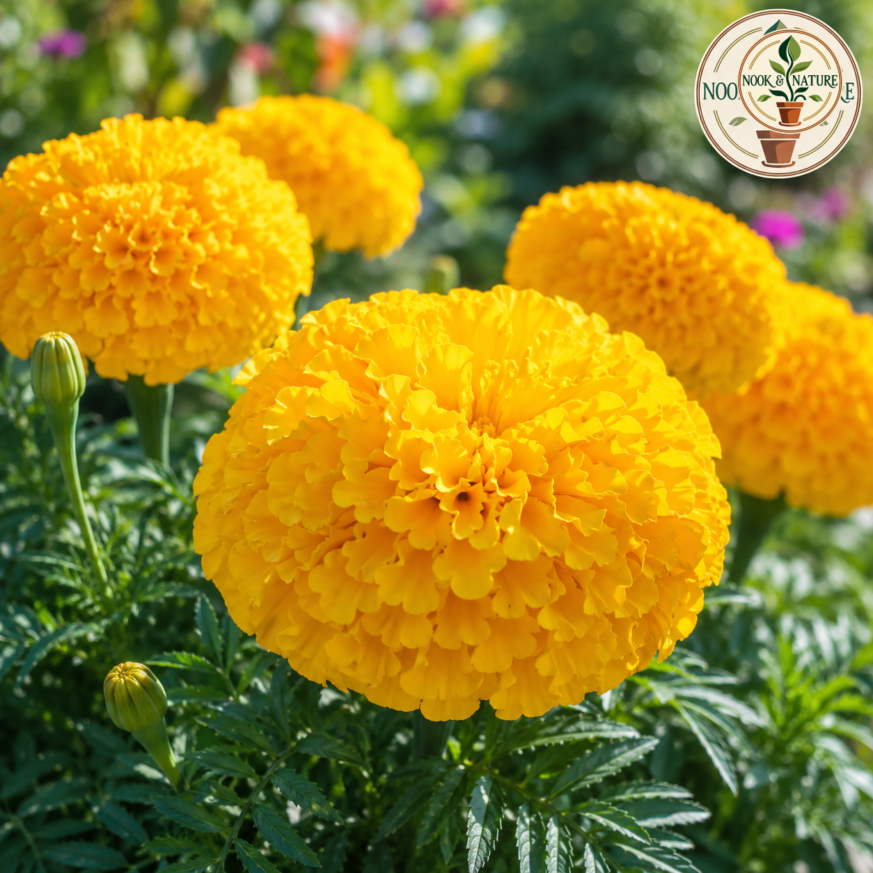 Marigold Inca Yellow Flower Seeds - Nook & Nature