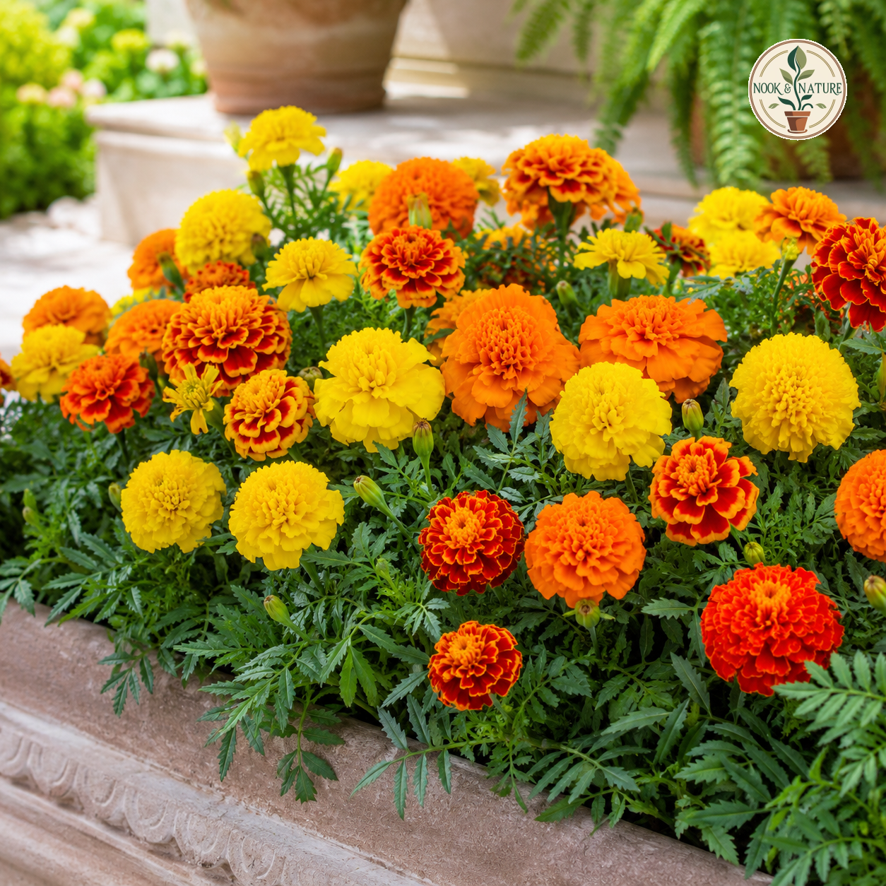 Marigold Mixed Colours Seeds