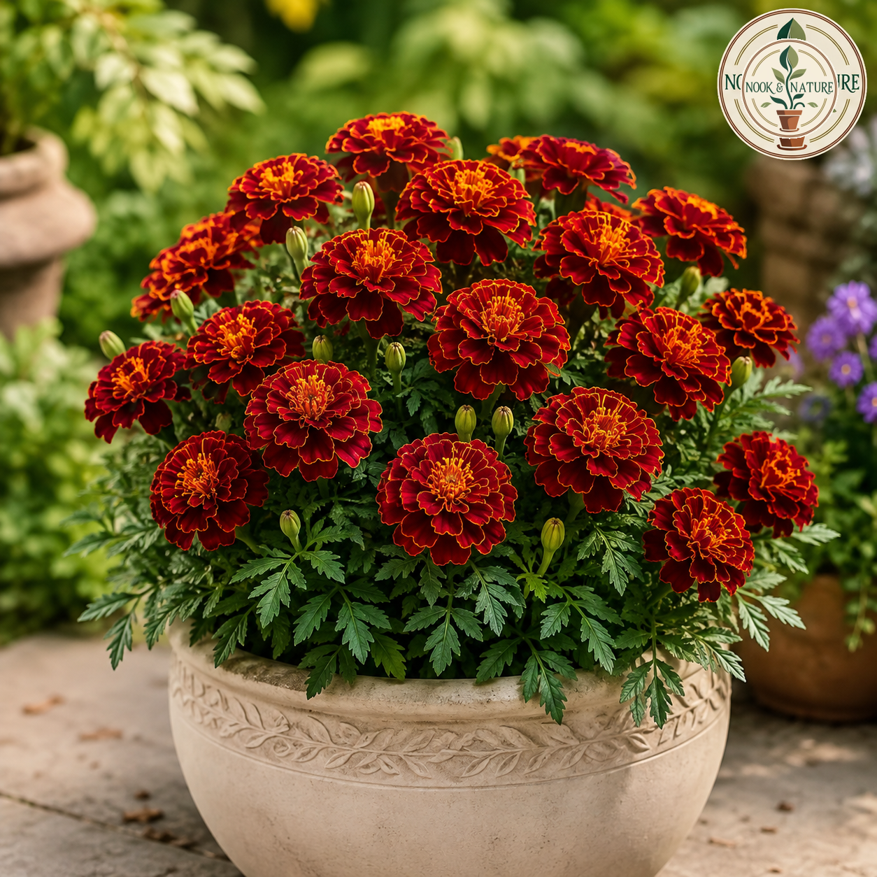 Marigold Nana Patula Red Flower Seeds - Nook & Nature