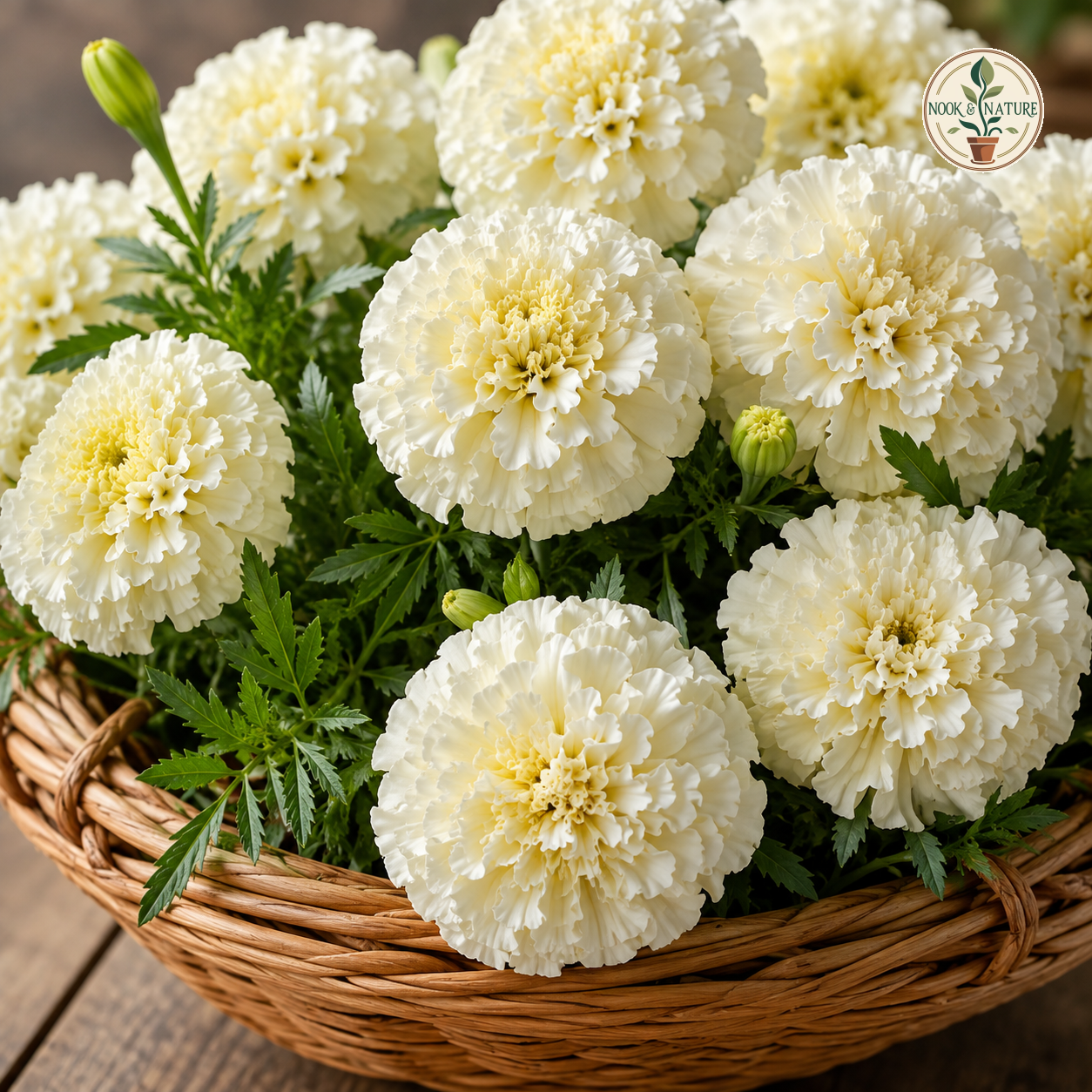 Marigold Vanilla White Flower Seeds - Nook & Nature