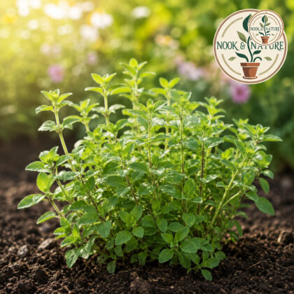 Marjoram Herb Seeds - Nook & Nature