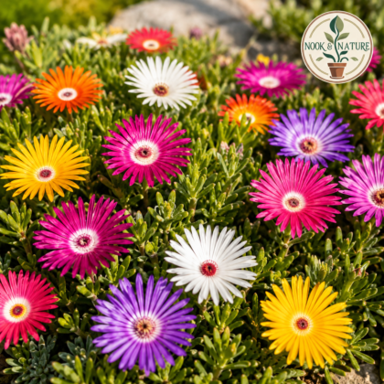 Mesembryanthemum Ice Plant Mixed Flower Seeds - Nook & Nature