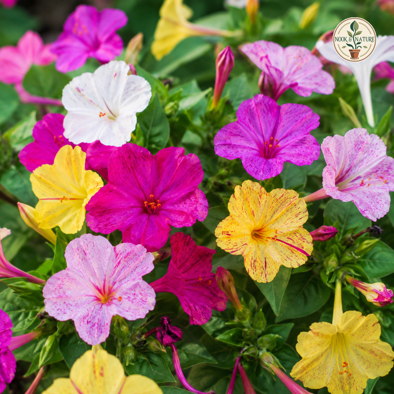 Mirabilis Four O’Clock Mixed Flower Seeds - Nook & Nature