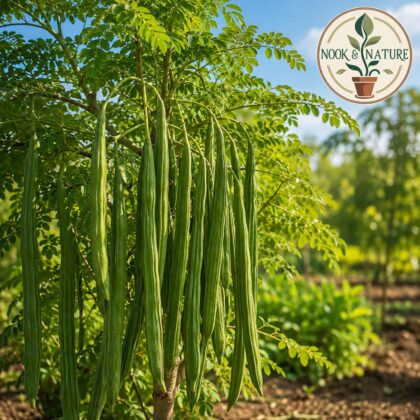Moringa Oleifera Drumstick Ram K-115 Seeds - Nook & Nature