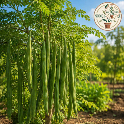 Moringa Oleifera Drumstick Ram K-115 Seeds - Nook & Nature