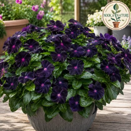 Nana Vinca Black Purple Flower Seeds - Nook & Nature