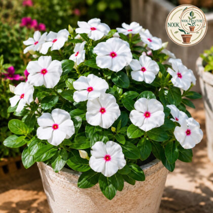 Nana Vinca Little Bright Eyes Flower Seeds - Nook & Nature