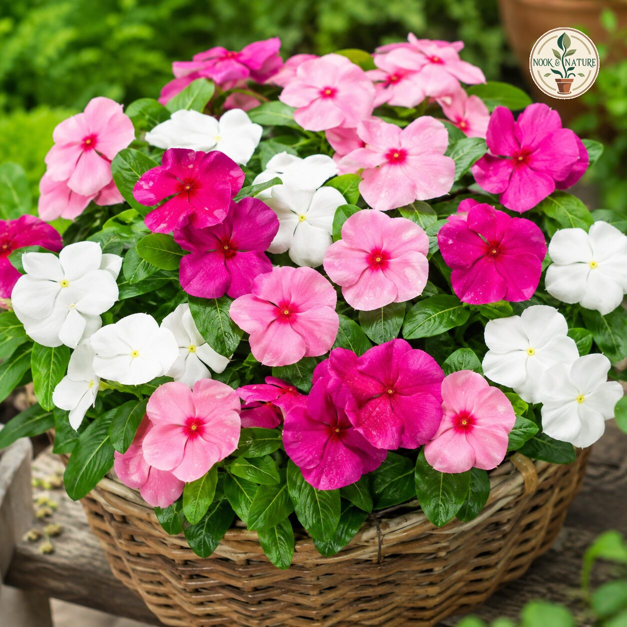 Nana Vinca Mixed Flower Seeds - Nook & Nature