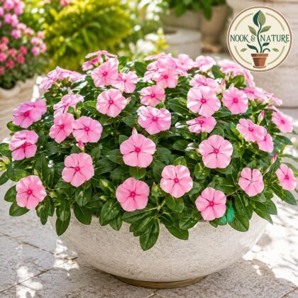 Nana Vinca Pink Flower Seeds - Nook & Nature