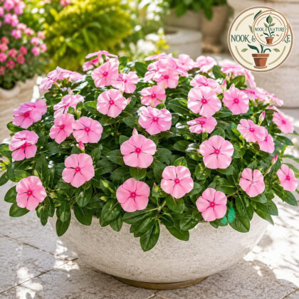 Nana Vinca Pink Flower Seeds - Nook & Nature