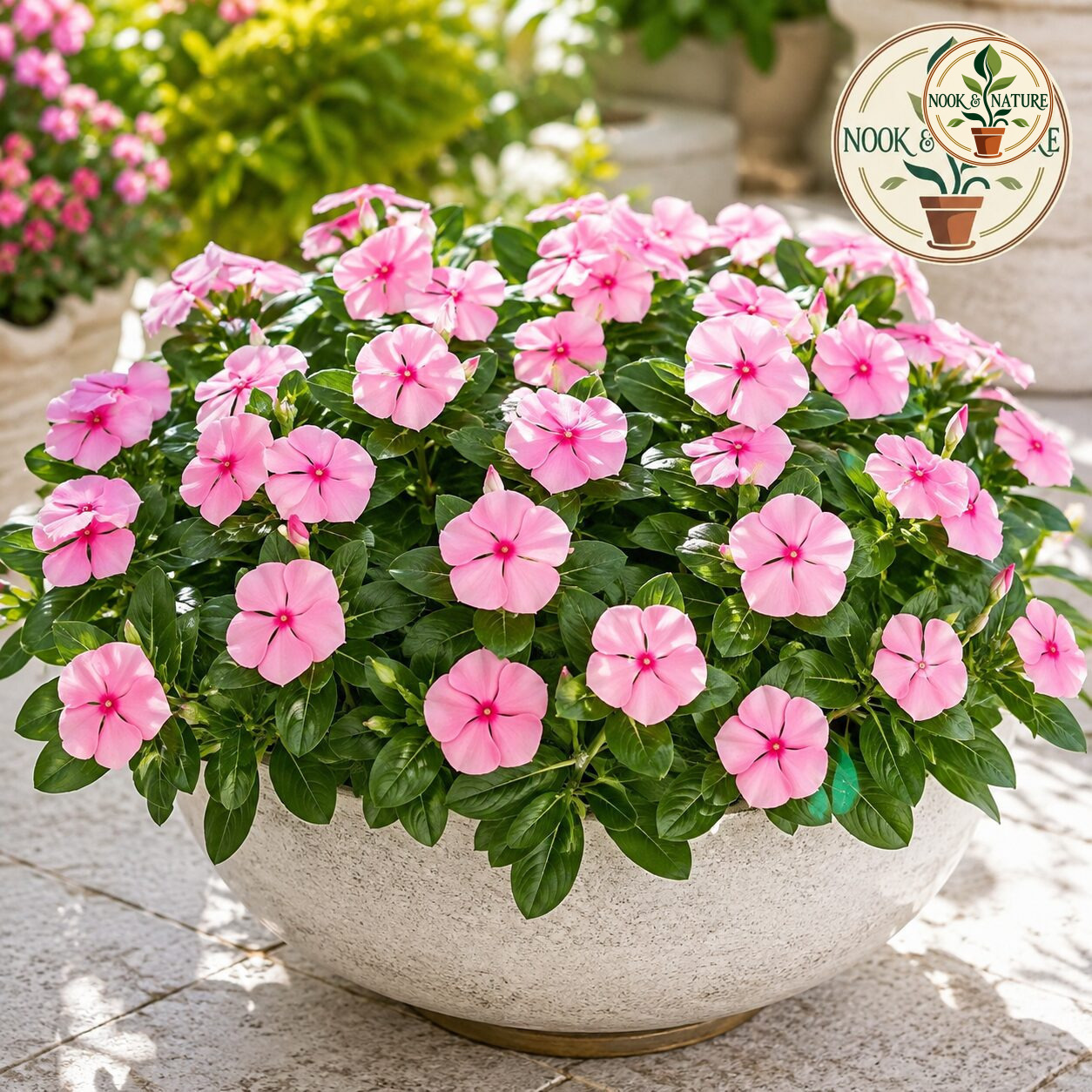 Nana Vinca Pink Flower Seeds - Nook & Nature