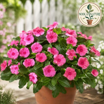 Nana Vinca Rose Flower Seeds - Nook & Nature